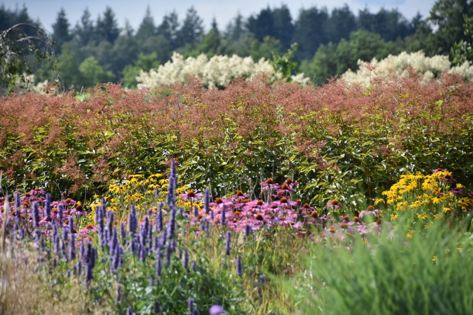 Bijzondere tuin - Planten - 