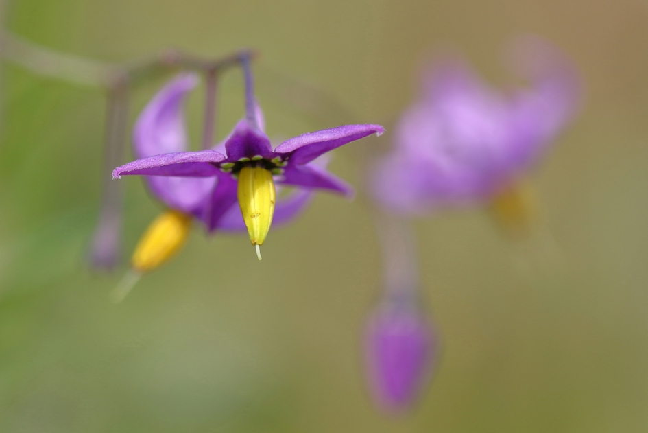 bitterzoet - Planten - bitterzoet