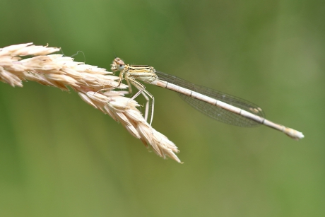 blauwe breedscheenjuffer -v-