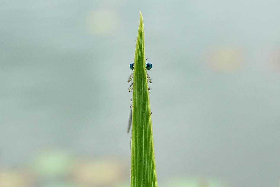 Blauwe Breedscheenjuffer (M) - Geleedpotigen - Blauwe Breedscheenjuffer