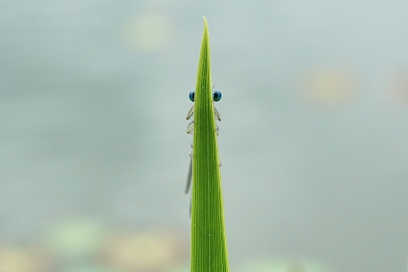 Blauwe Breedscheenjuffer (M)