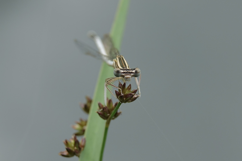 Blauwe Breedscheenjuffer (V) - Geleedpotigen - Blauwe Breedscheenjuffer