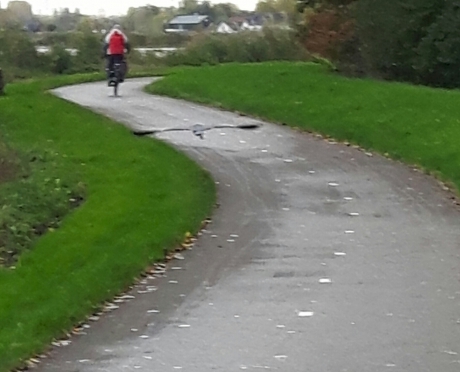 Blauwe reiger in volle vlucht