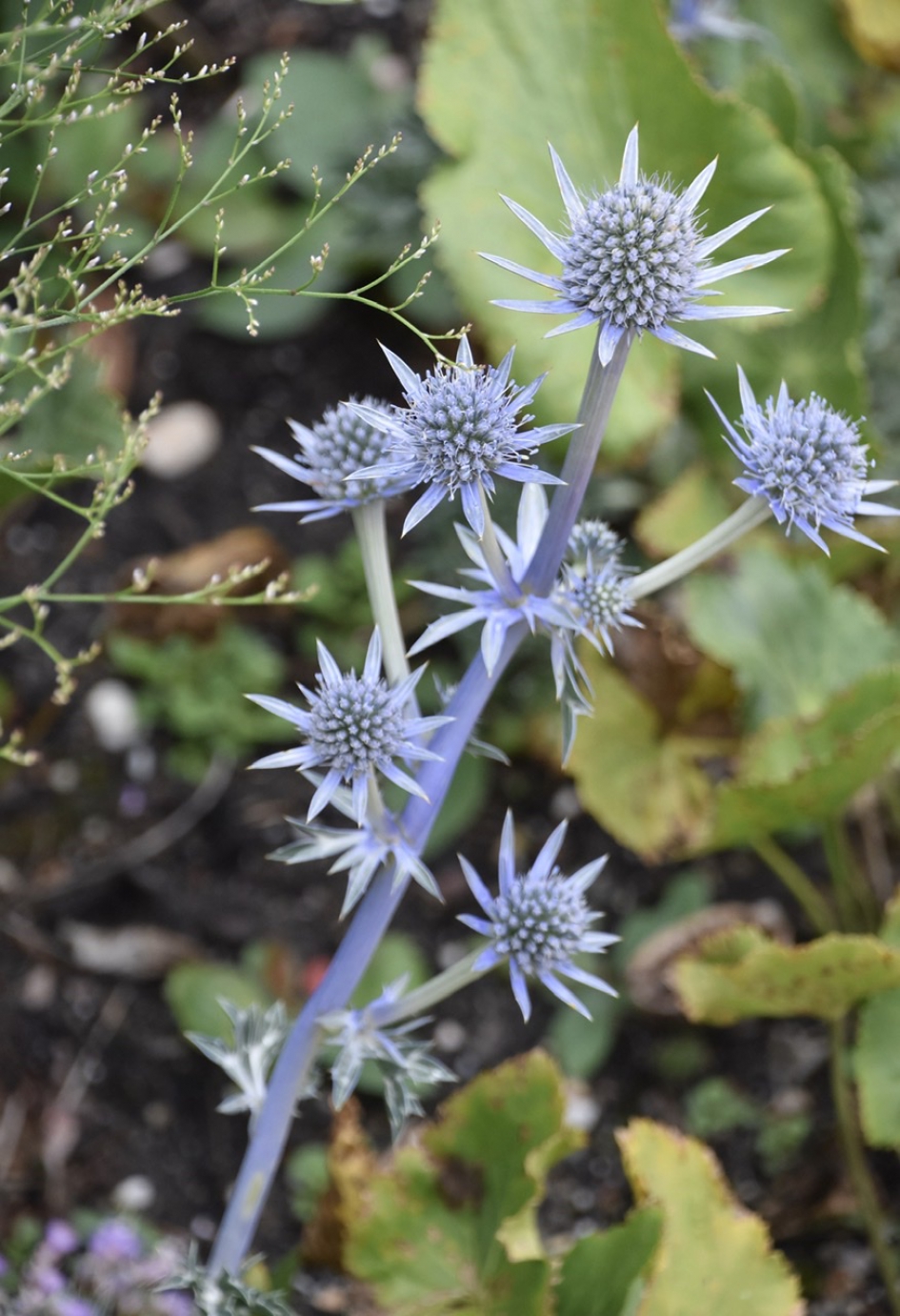 Blauwe stelen - Planten - 