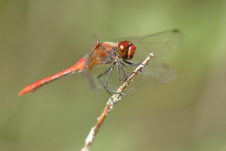 bloedrode heidelibel -m-