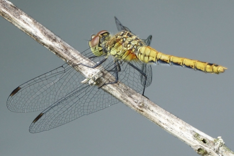 Bloedrode Heidelibel (v)