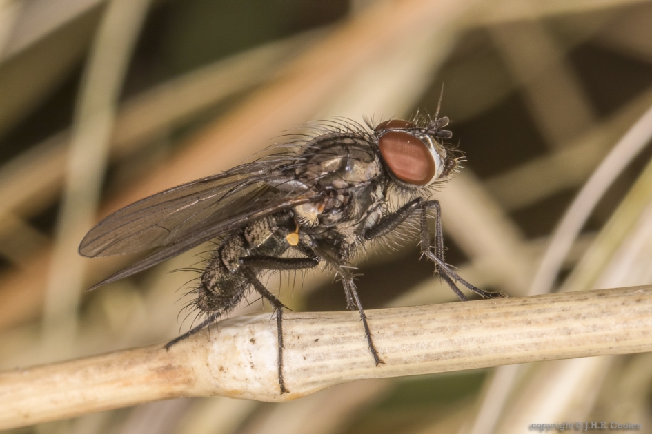 Bloemvlieg onbekend (Anthomyiidae indet.) - Geleedpotigen - Bloemvlieg onbekend
