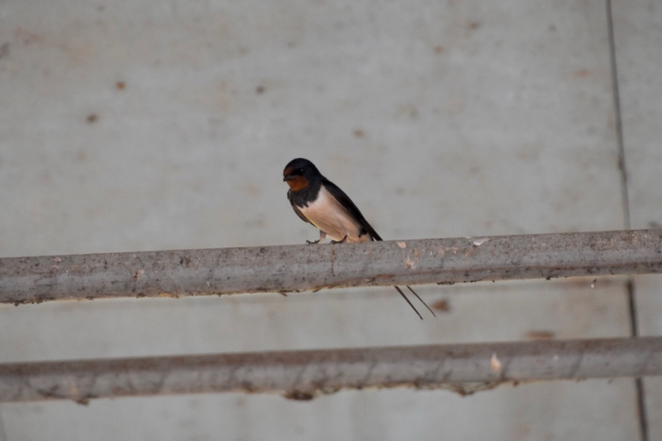 Boerenzwaluw - Vogels - 