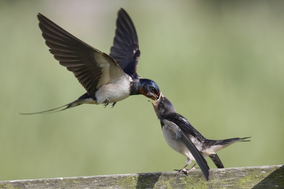 Boerenzwaluw voert jong - Vogels - Boerenzwaluw