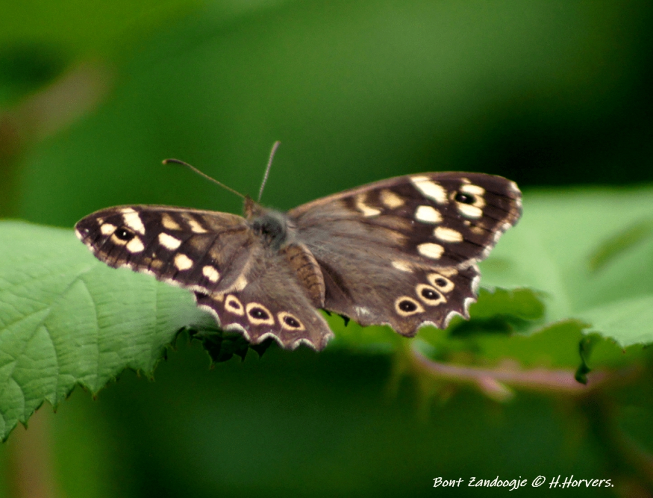 Bont Zandoogje. - Geleedpotigen - Bont Zandoogje.