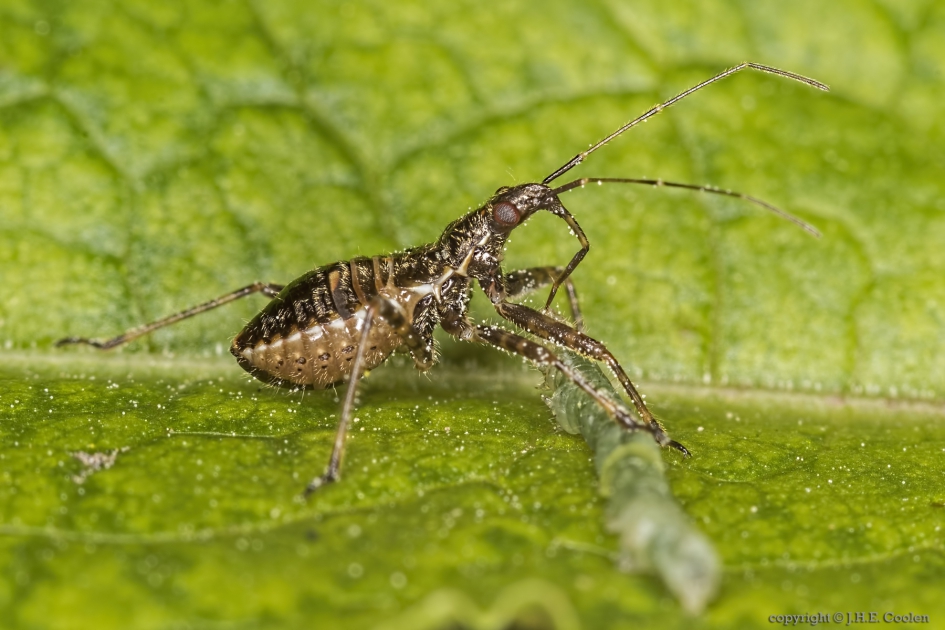 Boomsikkelwants (Himacerus apterus) nimf - Geleedpotigen - Boomsikkelwants nimf