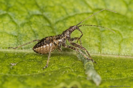 Boomsikkelwants (Himacerus apterus) nimf
