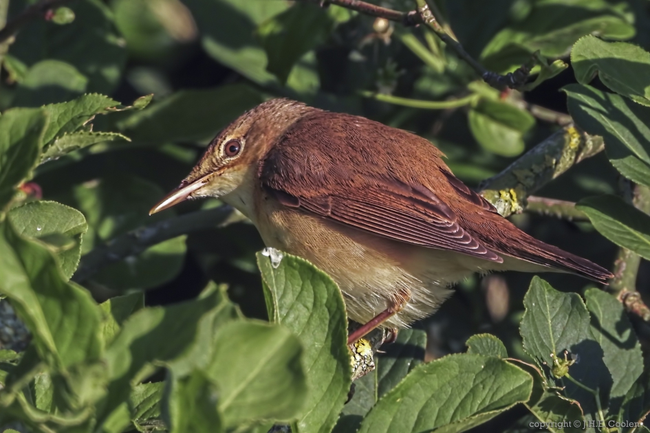Bosrietzanger (Acrocephalus palustris) - Vogels - Bosrietzanger
