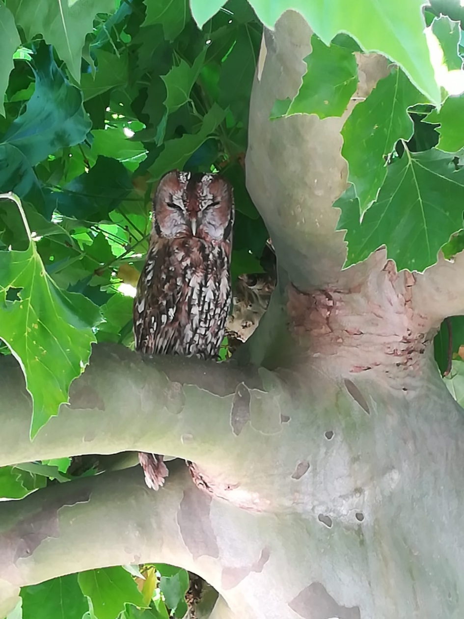 Bosuil op de stoep van zijn dagelijkse rustplaat in de plataan - Vogels - Bosuil