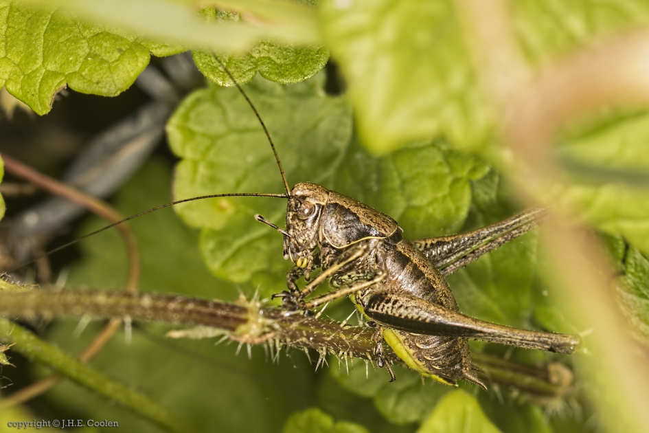 Bramensprinkhaan ( Pholidoptera griseoaptera) - Geleedpotigen - Bramensprinkhaan