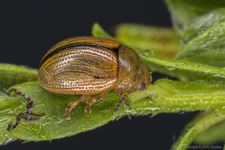 Bremhaantje (Gonioctena olivacea)