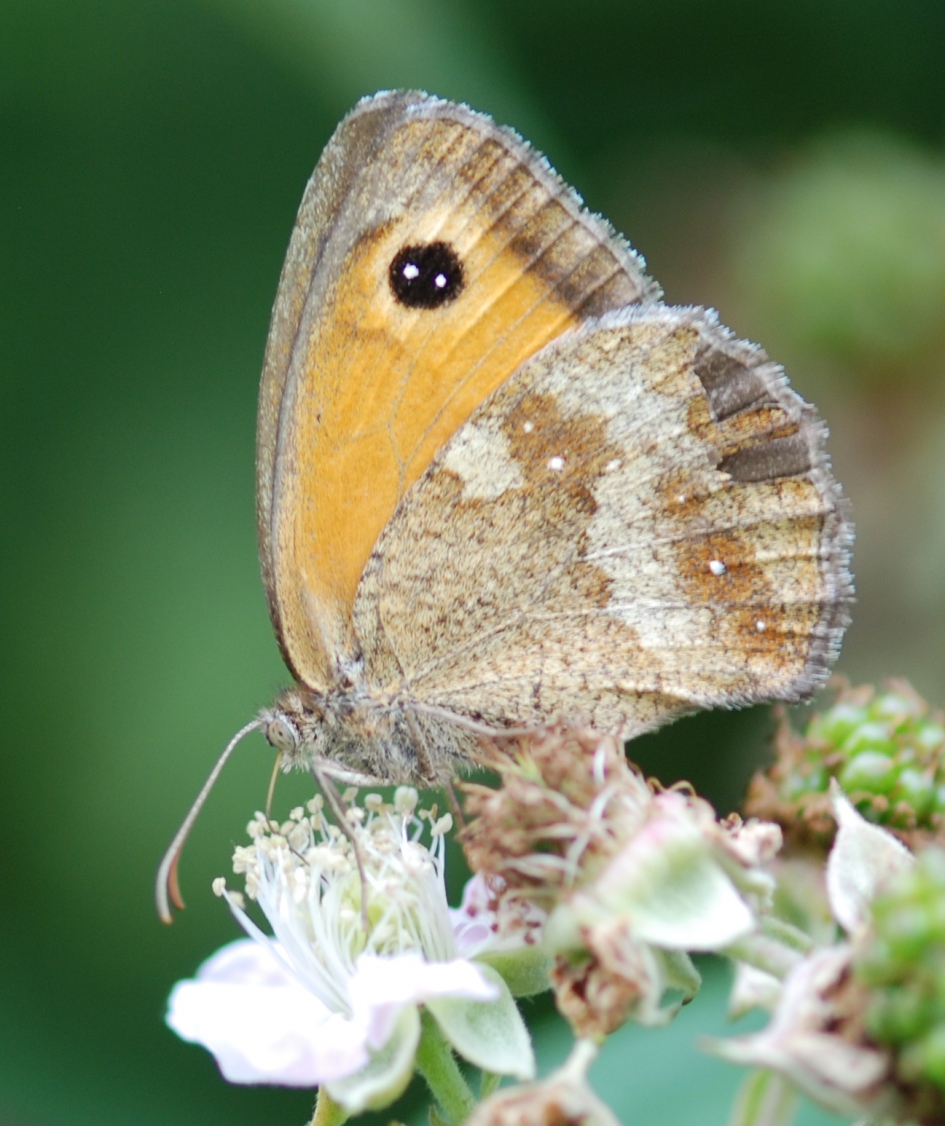 Oranje zandoogje - Geleedpotigen - Bruin zandoogje