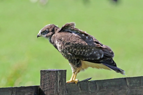 Buizerd