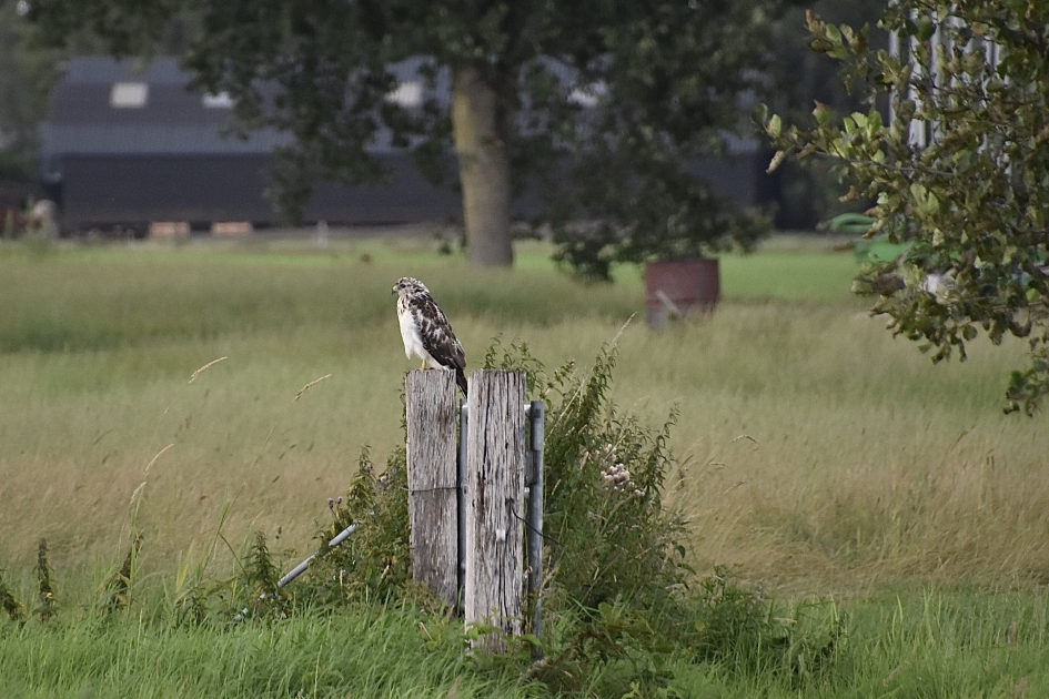 Buizerd - Vogels - 