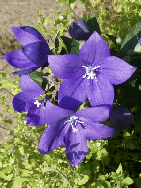 Campanula