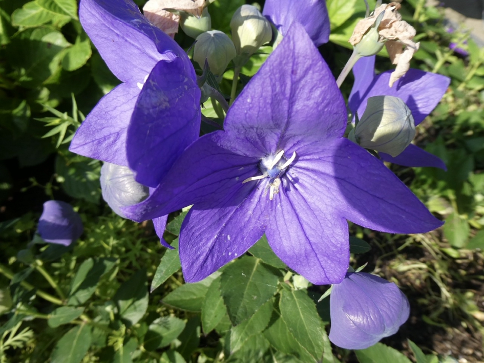 Campanula - Planten - 