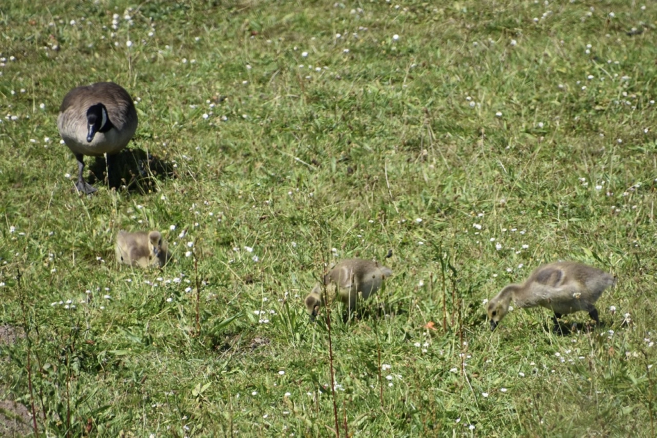 Canadese gansjes - Vogels - 