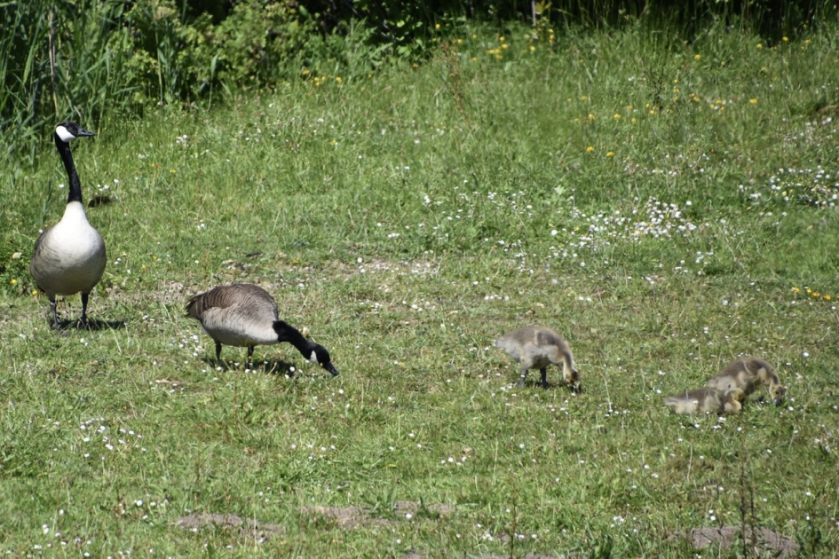 Canadese ganzen met pulletjes - Vogels - 