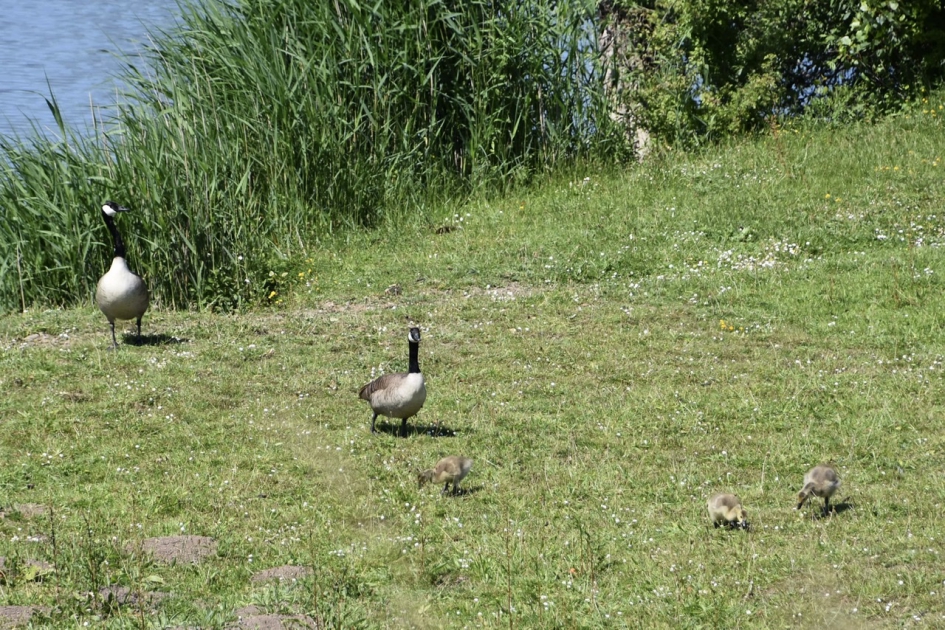 Canadese ganzen met pulletjes - Vogels - 