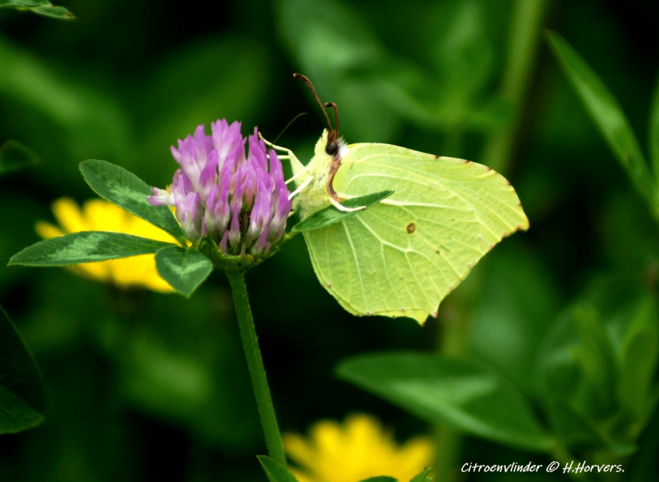 Citroenvlinder. - Geleedpotigen - Citroenvlinder.