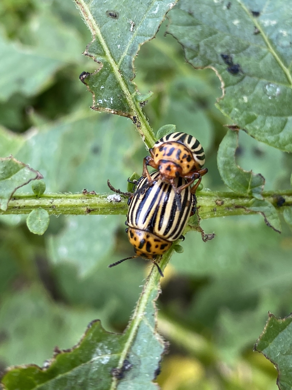 Colorado kevers - Geleedpotigen - Coloradokever