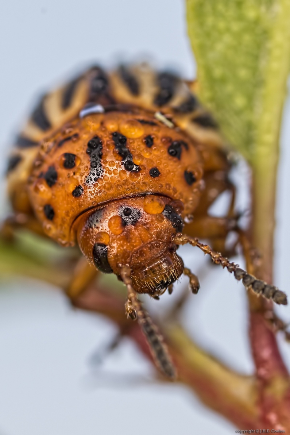 Coloradokever (Leptinotarsa decemlineata) - Geleedpotigen - Coloradokever