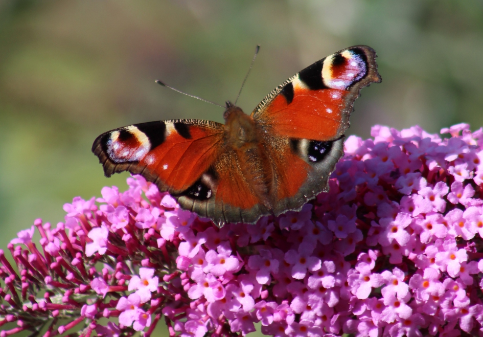 Dagpauwoog Vlinder - Geleedpotigen - Dagpauwoog