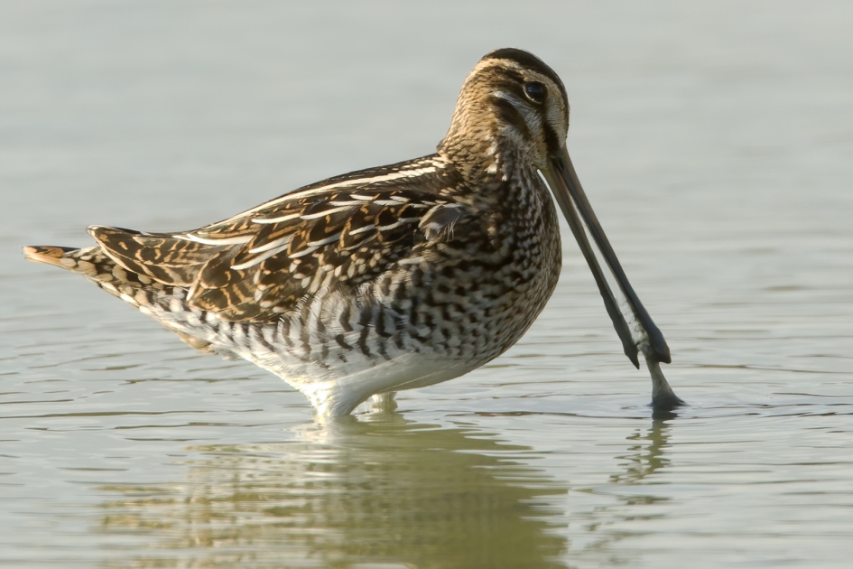De Snipt snapt ... - Vogels - Watersnip