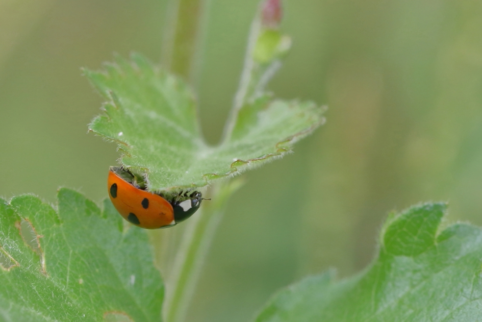 de wereld op z'n kop - Geleedpotigen - 7-stippelig lhb