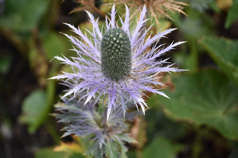Distel - Planten - 