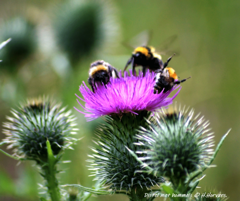 Distel met hommels. - Planten - Distel met hommels.