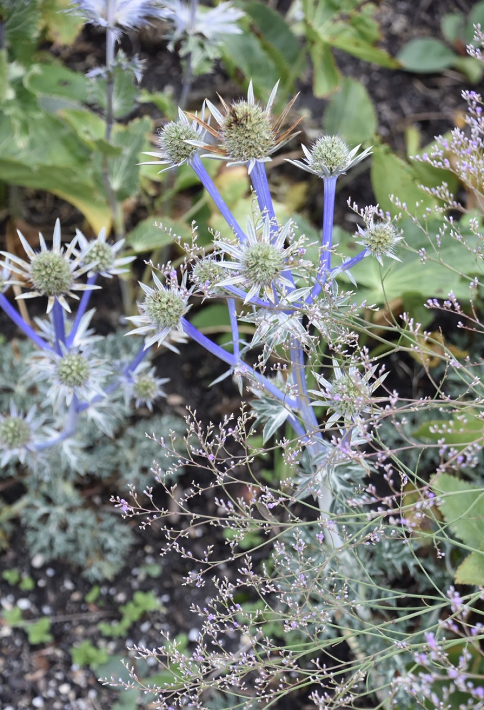 Distels met blauwe stelen - Planten - 