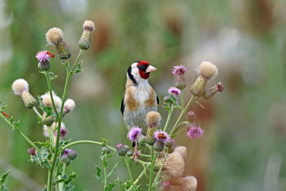 Distelvink doet zijn naam eer aan - Vogels - 