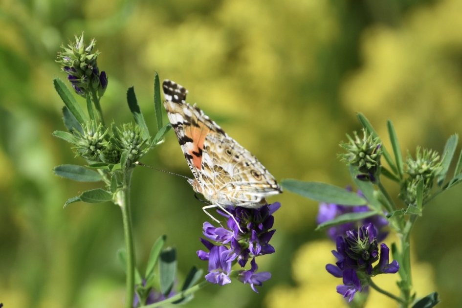 Distelvlinder - Geleedpotigen - 