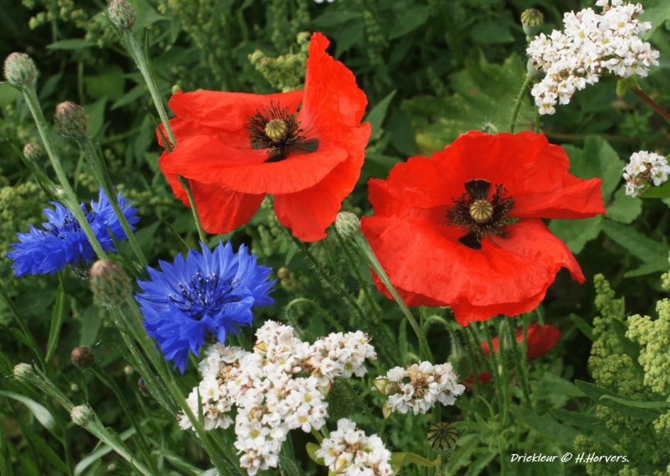 Driekleur - Planten - Driekleur bloemen