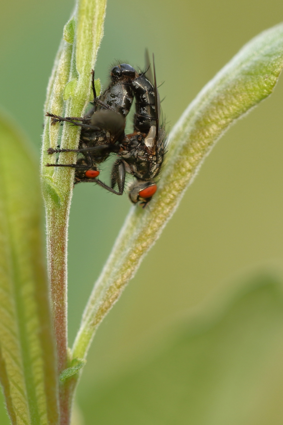 dubbelmatras - Geleedpotigen - dambordvlieg