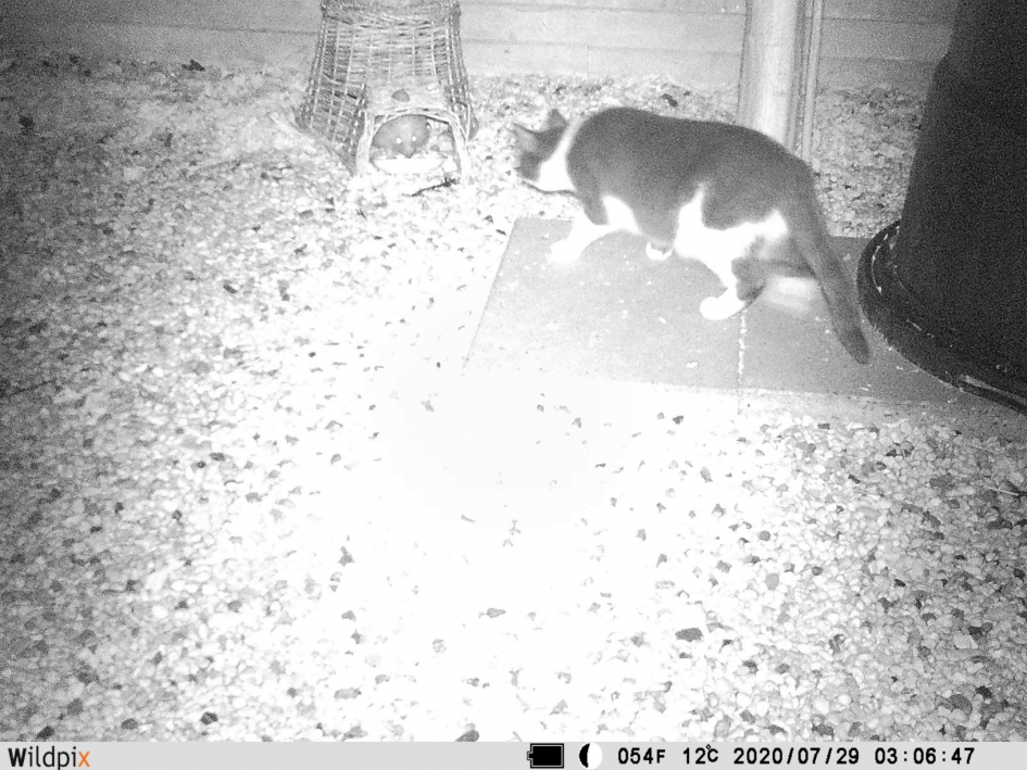 egel in mand krijgt onverwacht en niet gewenst bezoek. bezoek - Zoogdieren - egel in mand