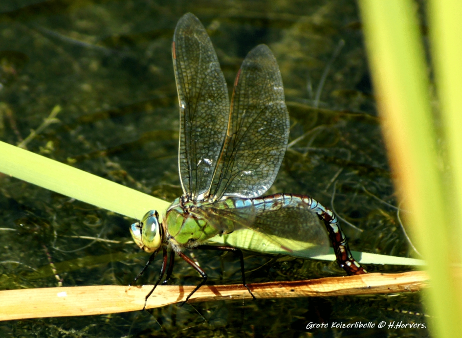 Eieren leggende grote Keizerlibelle. - Geleedpotigen - Eieren leggende grote Keizerlibelle.