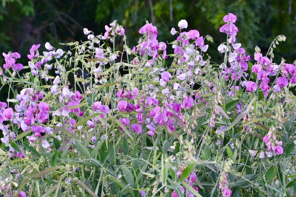En een berm vol - Planten - 