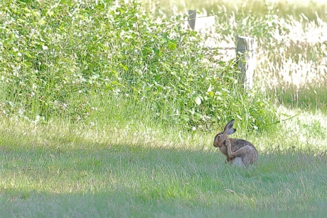 even achter de -hazen- oren krabben