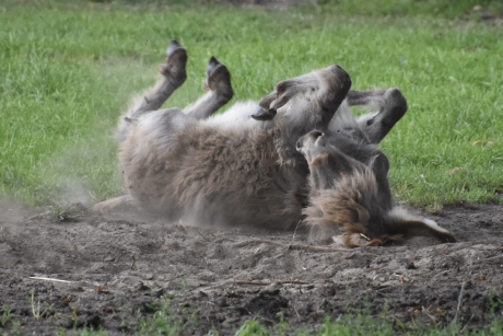 Even rollen in het zand..