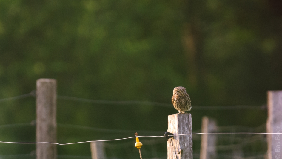 Even uitrusten... - Vogels - Steenuil
