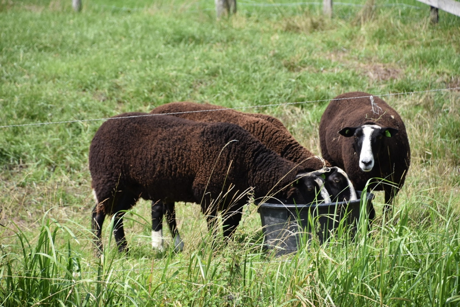 Even wachten - Zoogdieren - 