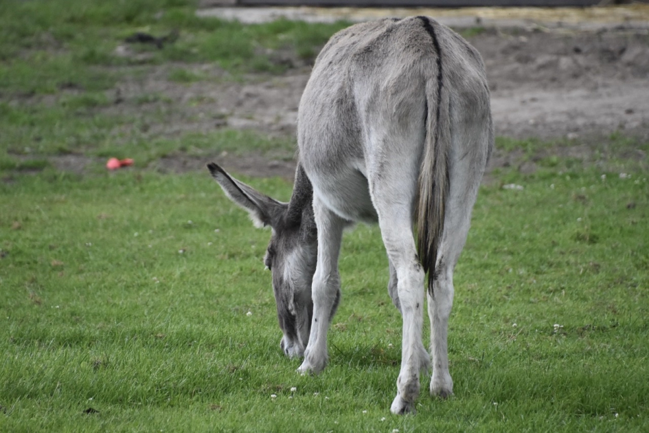 Ezeltje - Zoogdieren - 