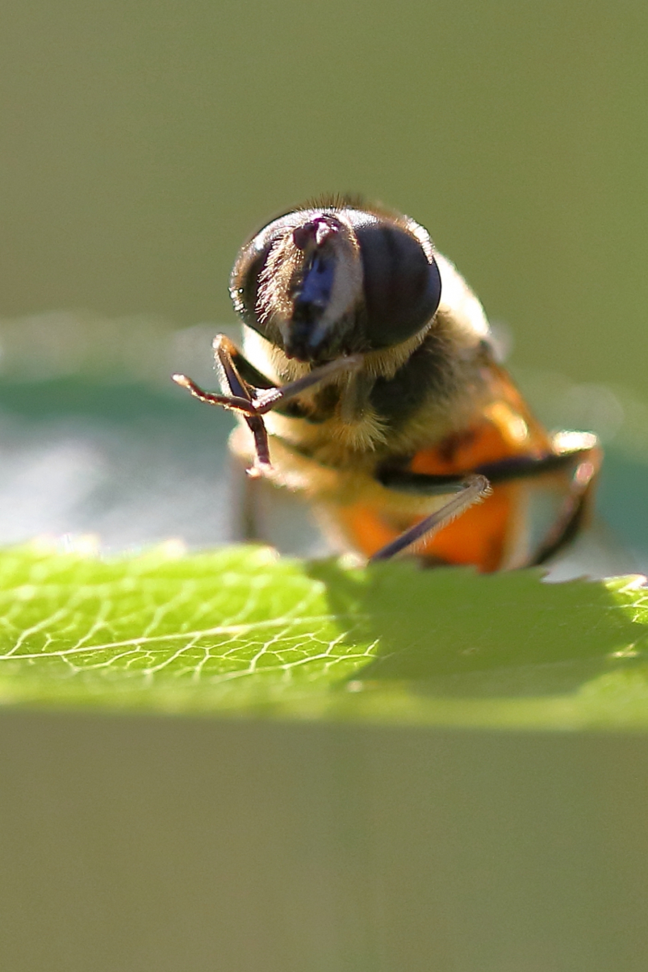 "'fingers crossed"" - Geleedpotigen - blinde bij
